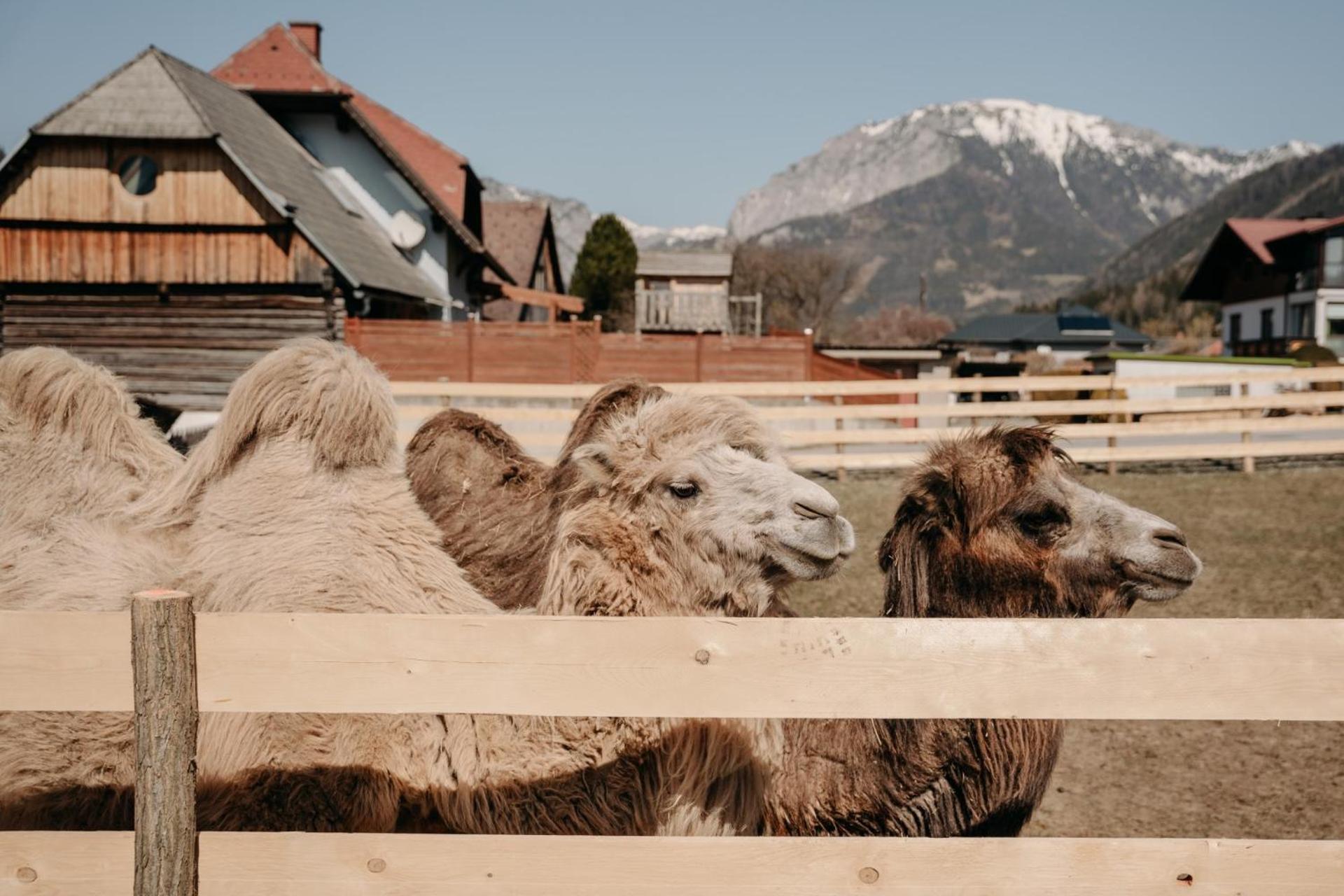Alpakas, Lamas Und Rentiere Zum Gruenen See Grossdorf  Extérieur photo