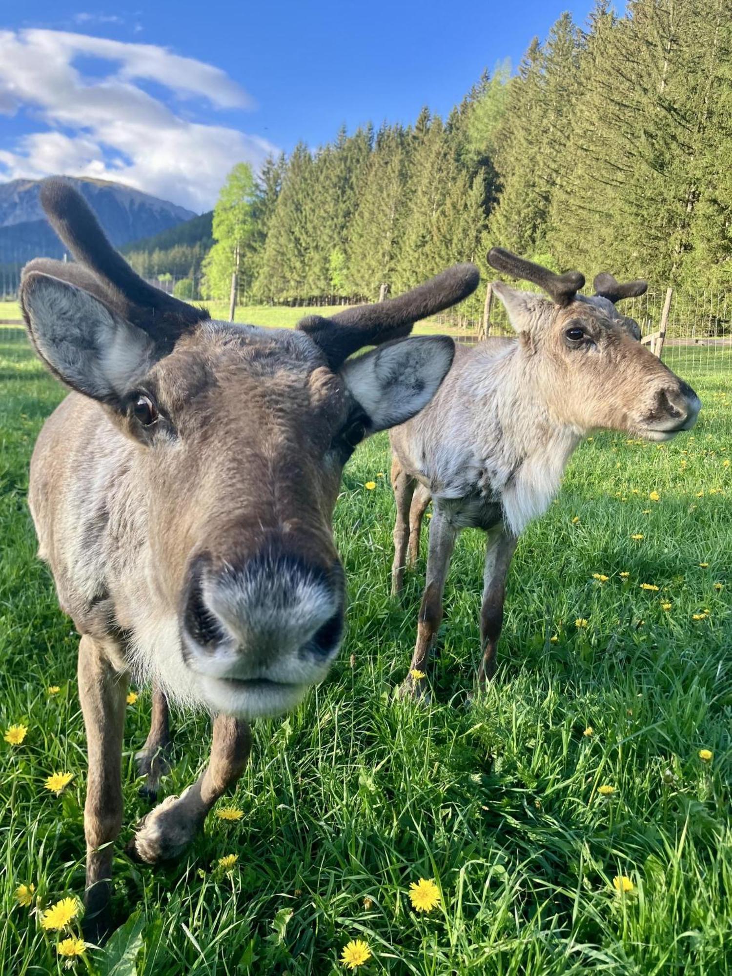 Alpakas, Lamas Und Rentiere Zum Gruenen See Grossdorf  Extérieur photo